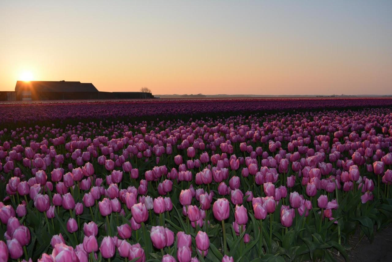 Camping De Tulpenweide Lege Kampeerplaats, Lege Plaats Op Het Gras Zonder Bed Breezand Bagian luar foto